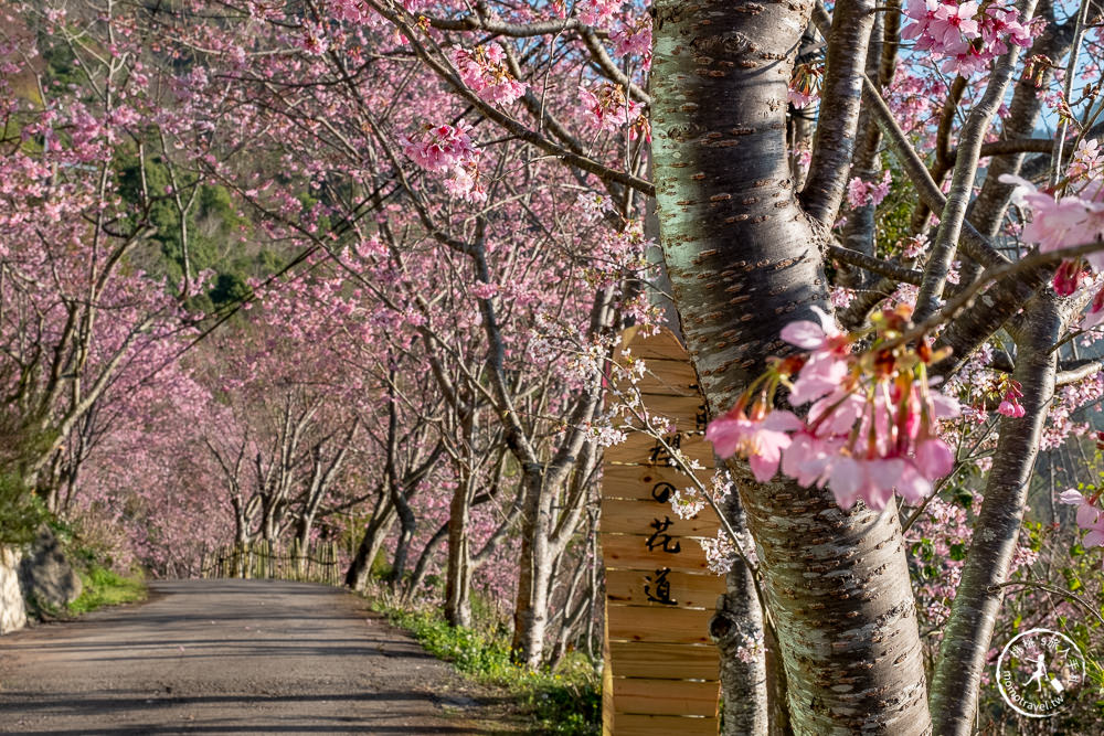 桃園賞櫻景點》中巴陵櫻木花道(免門票)-2021最新花況│拉拉山賞櫻秘境 粉紅昭和櫻花隧道 滿開必看！