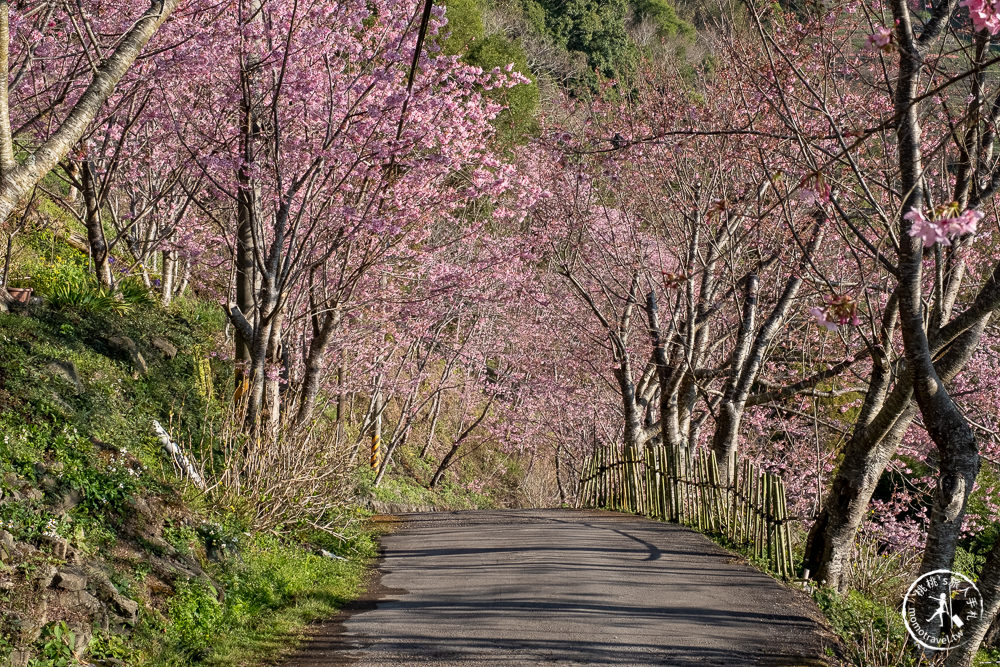 桃園賞櫻景點》中巴陵櫻木花道(免門票)-2021最新花況│拉拉山賞櫻秘境 粉紅昭和櫻花隧道 滿開必看！