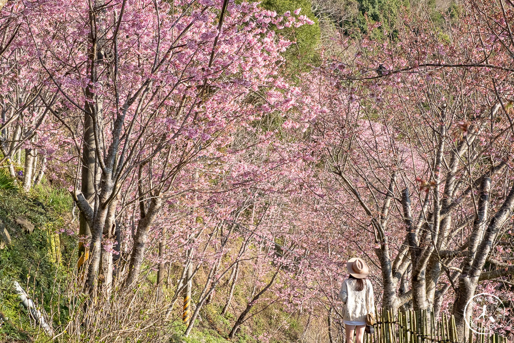 桃園賞櫻景點》中巴陵櫻木花道(免門票)-2021最新花況│拉拉山賞櫻秘境 粉紅昭和櫻花隧道 滿開必看！