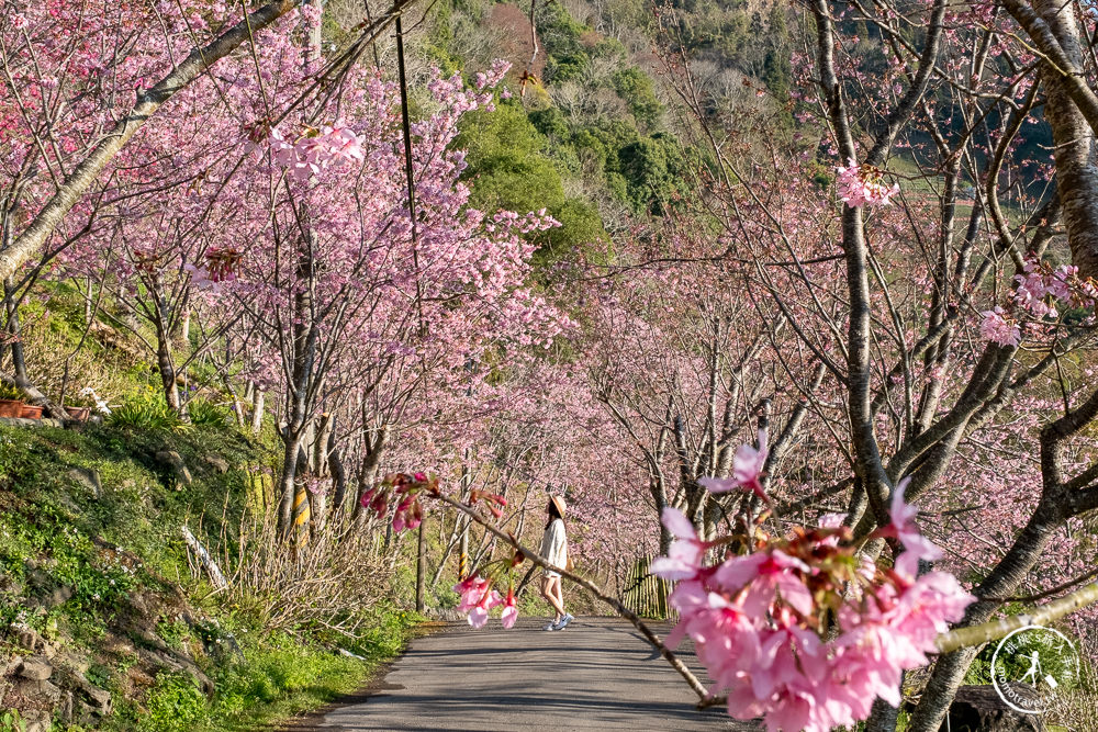 桃園賞櫻景點》中巴陵櫻木花道(免門票)-2021最新花況│拉拉山賞櫻秘境 粉紅昭和櫻花隧道 滿開必看！