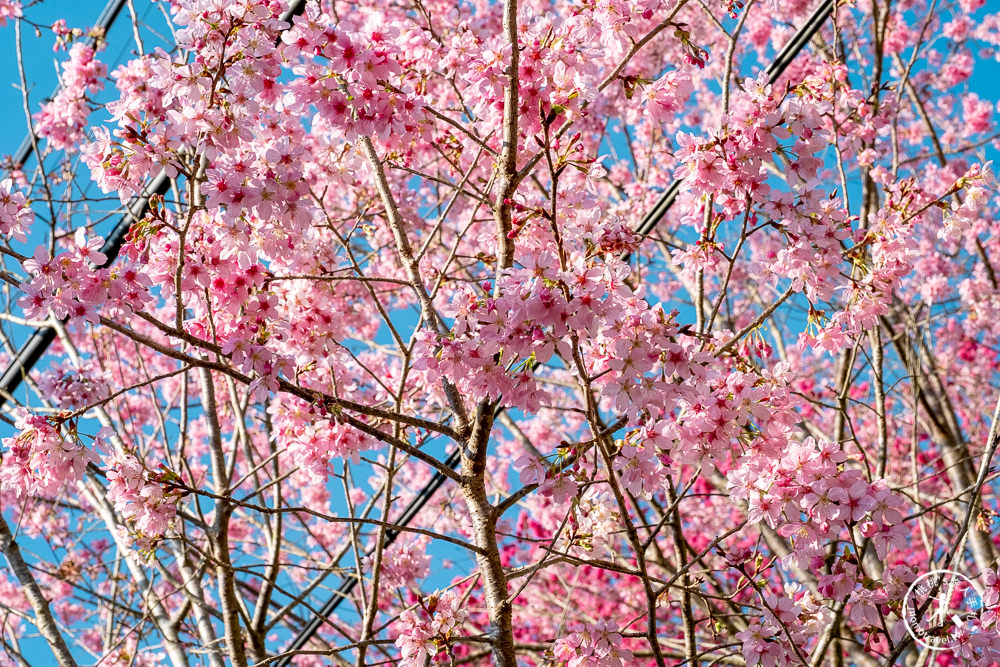 桃園賞櫻景點》中巴陵櫻木花道(免門票)-2021最新花況│拉拉山賞櫻秘境 粉紅昭和櫻花隧道 滿開必看！