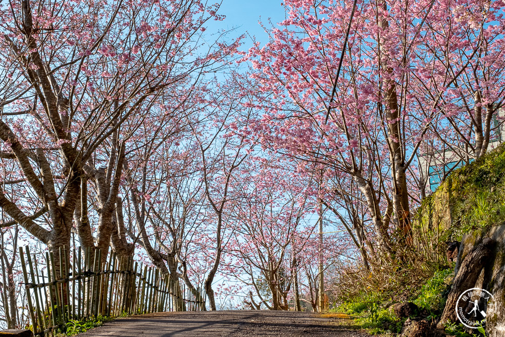 桃園賞櫻景點》中巴陵櫻木花道(免門票)-2021最新花況│拉拉山賞櫻秘境 粉紅昭和櫻花隧道 滿開必看！