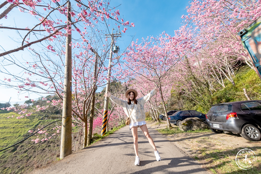 桃園賞櫻景點》中巴陵櫻木花道(免門票)-2021最新花況│拉拉山賞櫻秘境 粉紅昭和櫻花隧道 滿開必看！