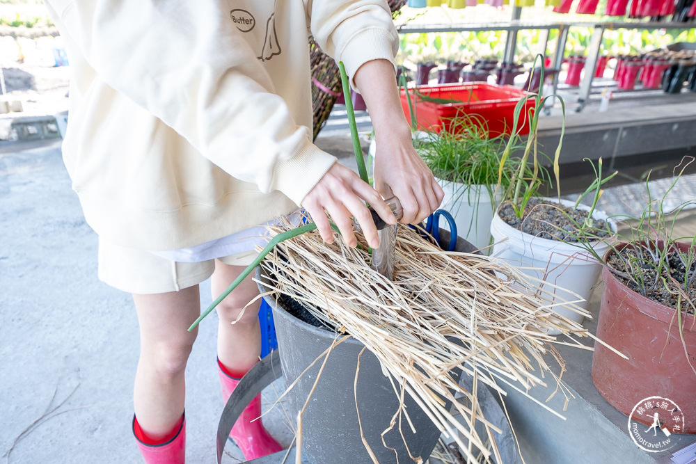 宜蘭三星景點|初咪體驗農場|下田拔蔥．採銀柳．DIY蔥麵包．宜蘭伴手禮．最佳農遊體驗好去處推薦！