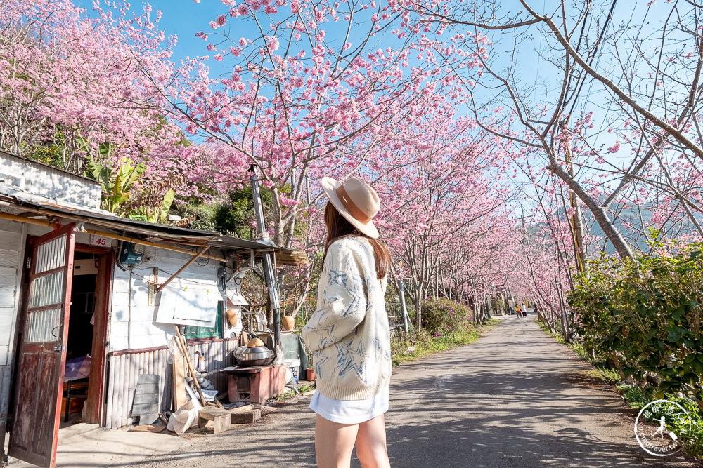 桃園賞櫻景點》中巴陵櫻木花道(免門票)-2021最新花況│拉拉山賞櫻秘境 粉紅昭和櫻花隧道 滿開必看！