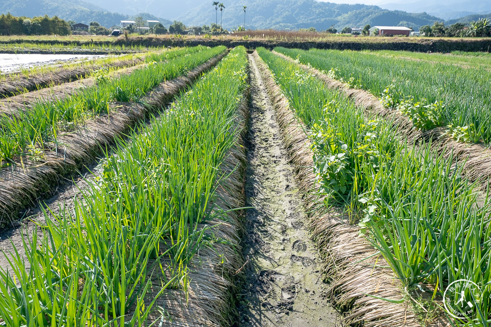 宜蘭三星景點|初咪體驗農場|下田拔蔥．採銀柳．DIY蔥麵包．宜蘭伴手禮．最佳農遊體驗好去處推薦！