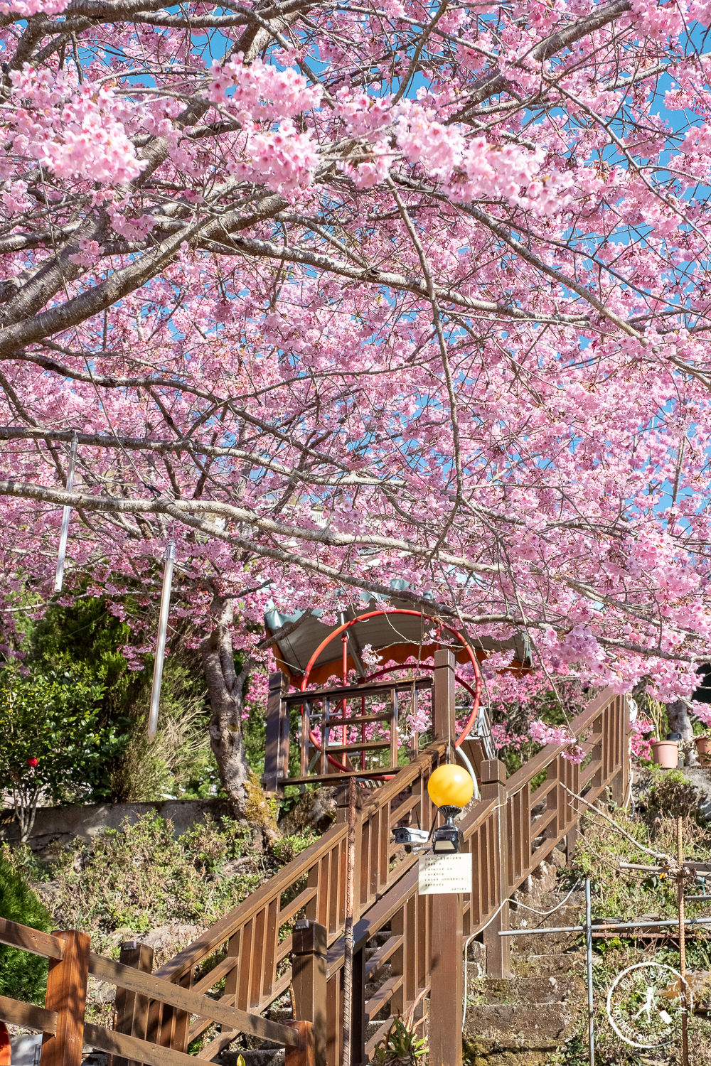 桃園賞櫻景點》拉拉山觀雲休憩農莊(免門票)-2021最新花況│拉拉山賞櫻秘境粉紅昭和櫻爆炸滿開中