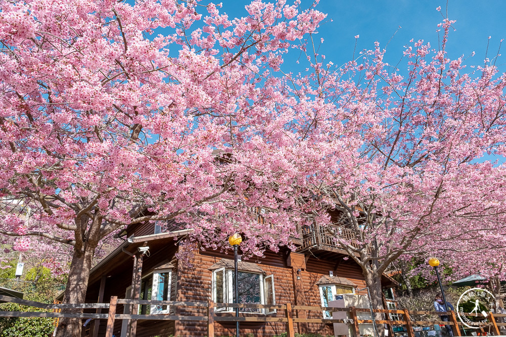 桃園賞櫻景點》拉拉山觀雲休憩農莊(免門票)-2021最新花況│拉拉山賞櫻秘境粉紅昭和櫻爆炸滿開中