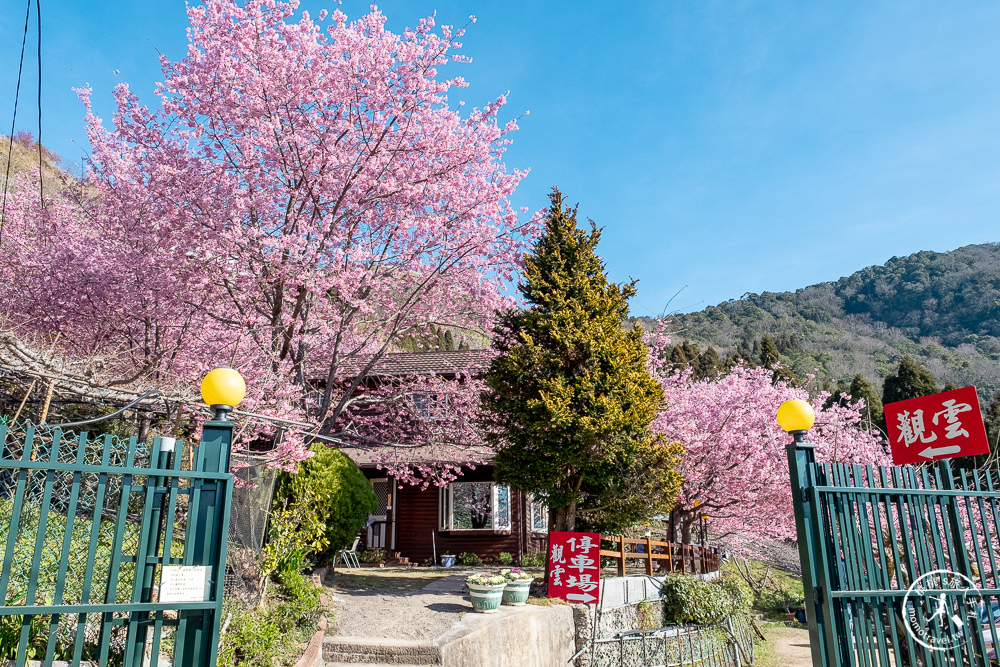 桃園賞櫻景點》拉拉山觀雲休憩農莊(免門票)-2021最新花況│拉拉山賞櫻秘境粉紅昭和櫻爆炸滿開中