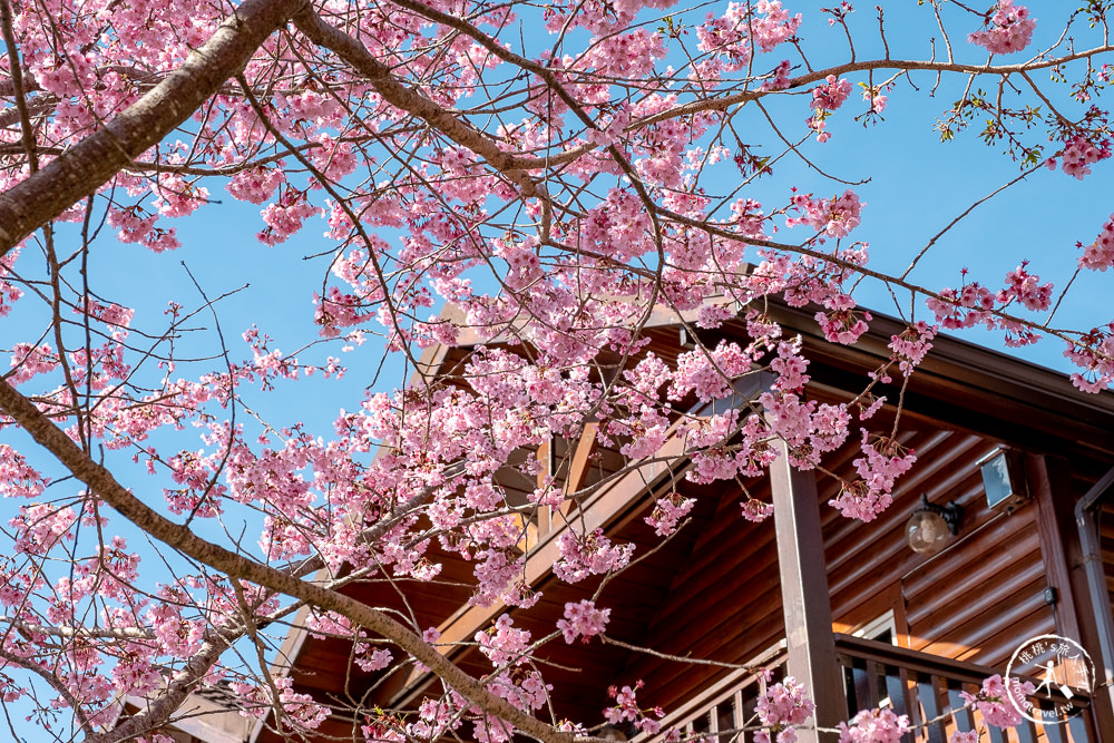 桃園賞櫻景點》拉拉山觀雲休憩農莊(免門票)-2021最新花況│拉拉山賞櫻秘境粉紅昭和櫻爆炸滿開中