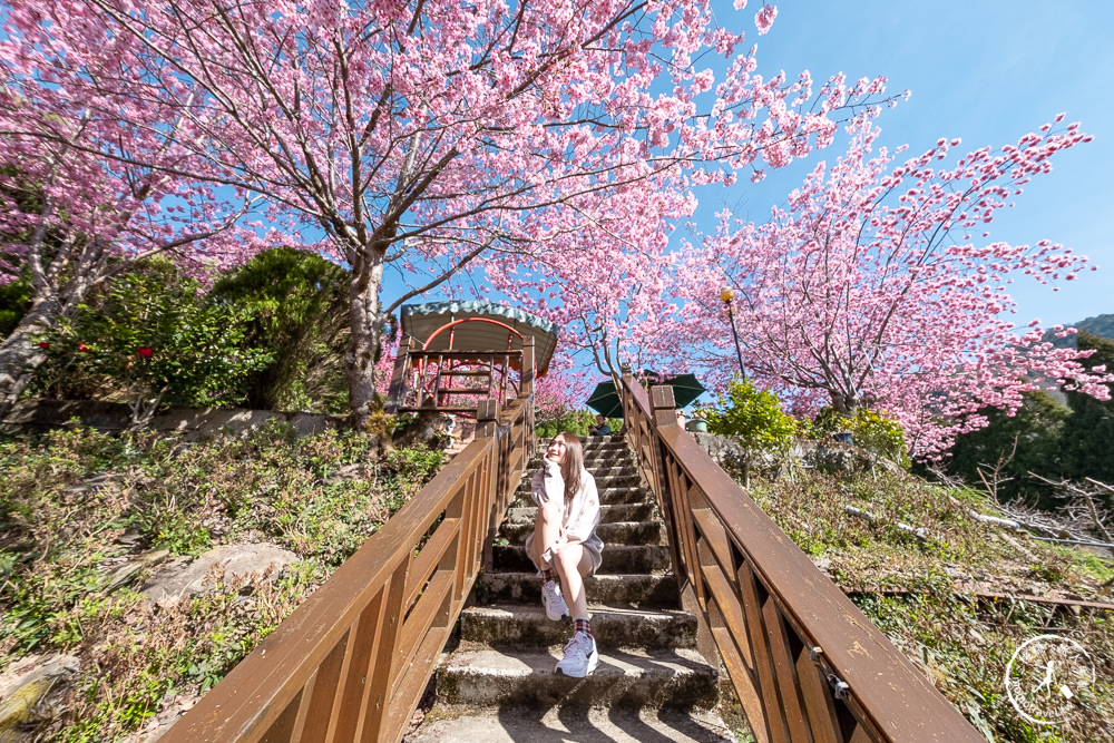 桃園賞櫻景點》拉拉山觀雲休憩農莊(免門票)-2021最新花況│拉拉山賞櫻秘境粉紅昭和櫻爆炸滿開中