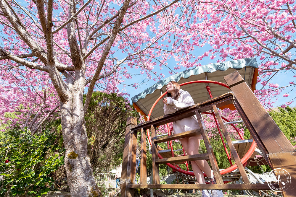 桃園賞櫻景點》拉拉山觀雲休憩農莊(免門票)-2021最新花況│拉拉山賞櫻秘境粉紅昭和櫻爆炸滿開中