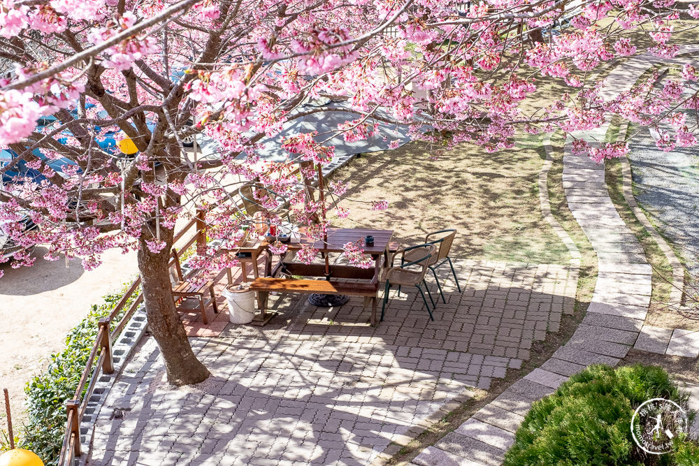 桃園賞櫻景點》拉拉山觀雲休憩農莊(免門票)-2021最新花況│拉拉山賞櫻秘境粉紅昭和櫻爆炸滿開中