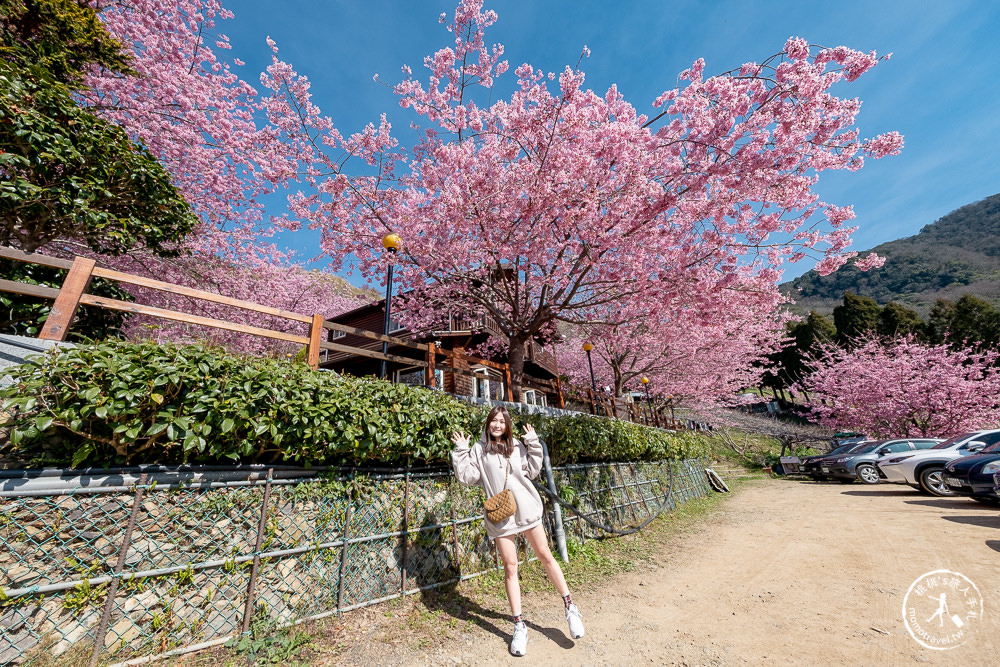 桃園賞櫻景點》拉拉山觀雲休憩農莊(免門票)-2021最新花況│拉拉山賞櫻秘境粉紅昭和櫻爆炸滿開中