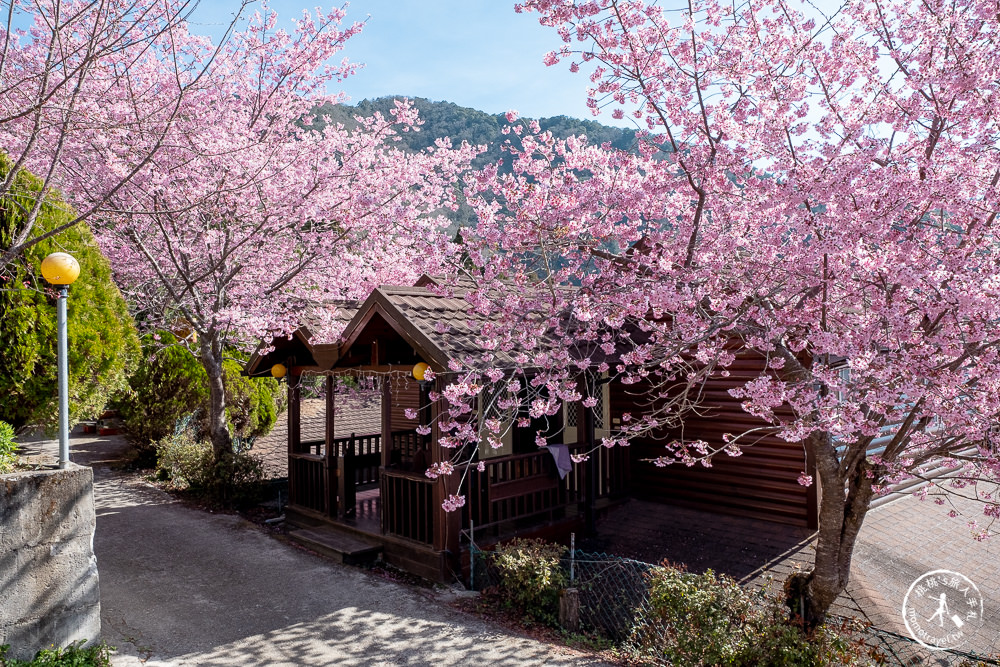 桃園賞櫻景點》拉拉山觀雲休憩農莊(免門票)-2021最新花況│拉拉山賞櫻秘境粉紅昭和櫻爆炸滿開中