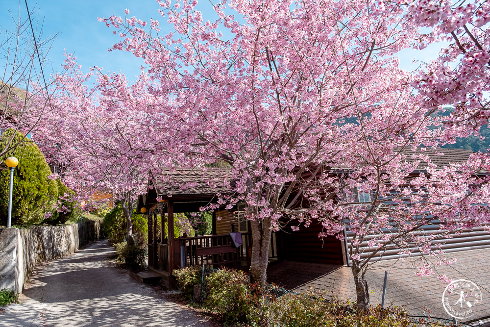 桃園賞櫻景點》拉拉山觀雲休憩農莊(免門票)-2021最新花況│拉拉山賞櫻秘境粉紅昭和櫻爆炸滿開中