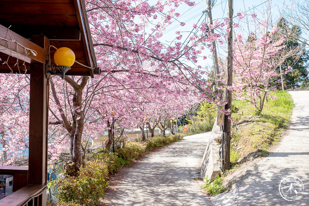 桃園賞櫻景點》拉拉山觀雲休憩農莊(免門票)-2021最新花況│拉拉山賞櫻秘境粉紅昭和櫻爆炸滿開中