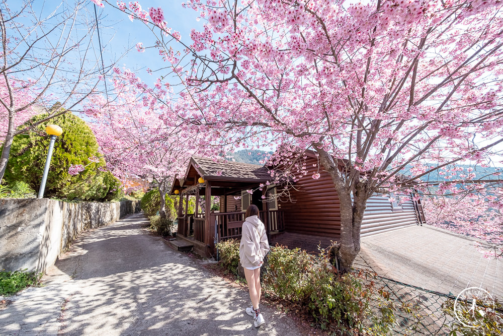 桃園賞櫻景點》拉拉山觀雲休憩農莊(免門票)-2021最新花況│拉拉山賞櫻秘境粉紅昭和櫻爆炸滿開中