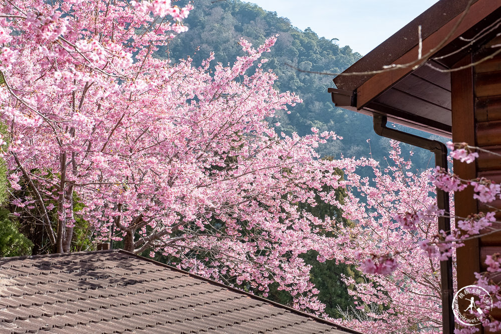 桃園賞櫻景點》拉拉山觀雲休憩農莊(免門票)-2021最新花況│拉拉山賞櫻秘境粉紅昭和櫻爆炸滿開中