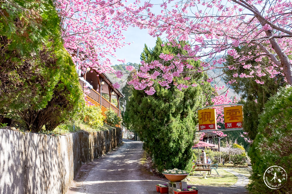 桃園賞櫻景點》拉拉山觀雲休憩農莊(免門票)-2021最新花況│拉拉山賞櫻秘境粉紅昭和櫻爆炸滿開中