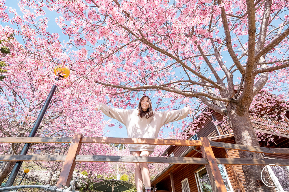 桃園賞櫻景點》拉拉山觀雲休憩農莊(免門票)-2021最新花況│拉拉山賞櫻秘境粉紅昭和櫻爆炸滿開中