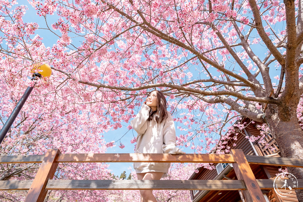 桃園賞櫻景點》拉拉山觀雲休憩農莊(免門票)-2021最新花況│拉拉山賞櫻秘境粉紅昭和櫻爆炸滿開中