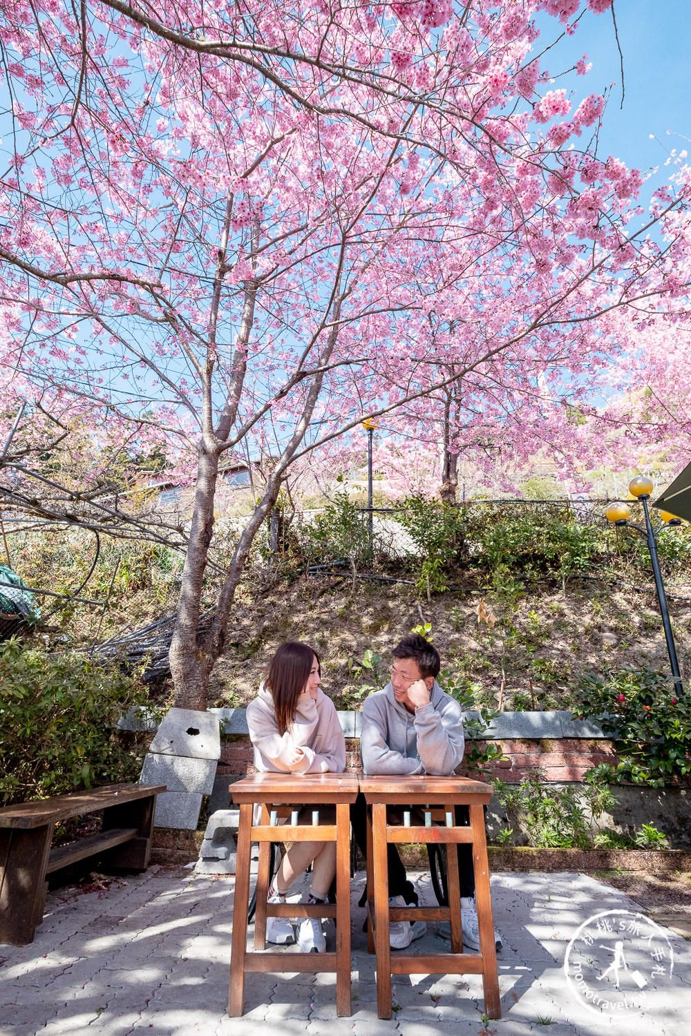 桃園賞櫻景點》拉拉山觀雲休憩農莊(免門票)-2021最新花況│拉拉山賞櫻秘境粉紅昭和櫻爆炸滿開中