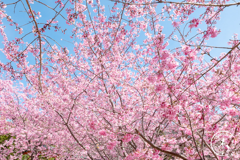 桃園賞櫻景點》拉拉山觀雲休憩農莊(免門票)-2021最新花況│拉拉山賞櫻秘境粉紅昭和櫻爆炸滿開中