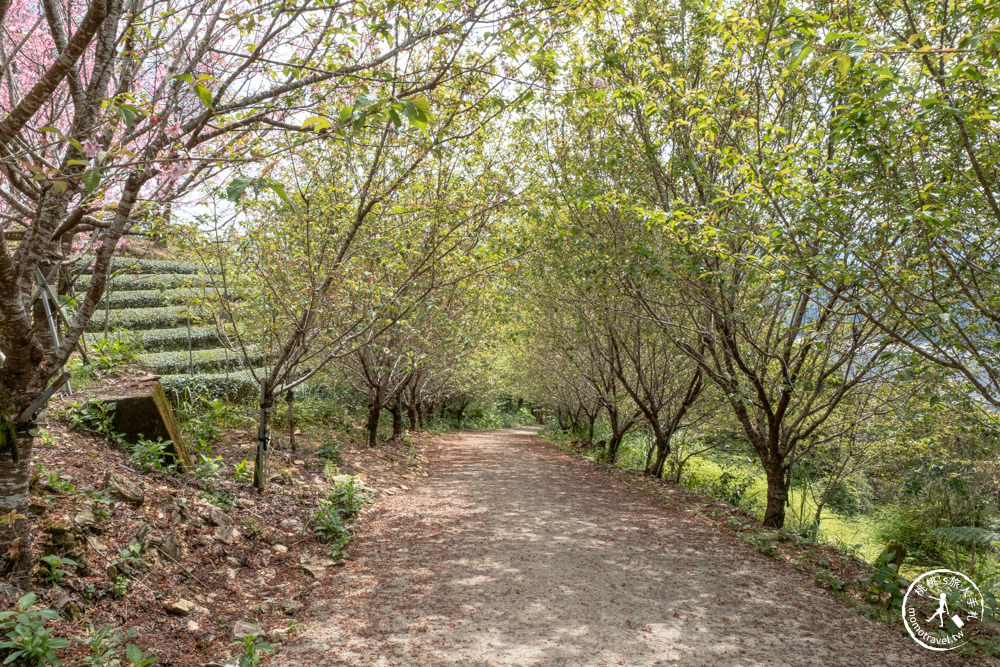 宜蘭大同景點|櫻悅景觀渡假別墅|茶園賞櫻花期花況.打卡免費入園