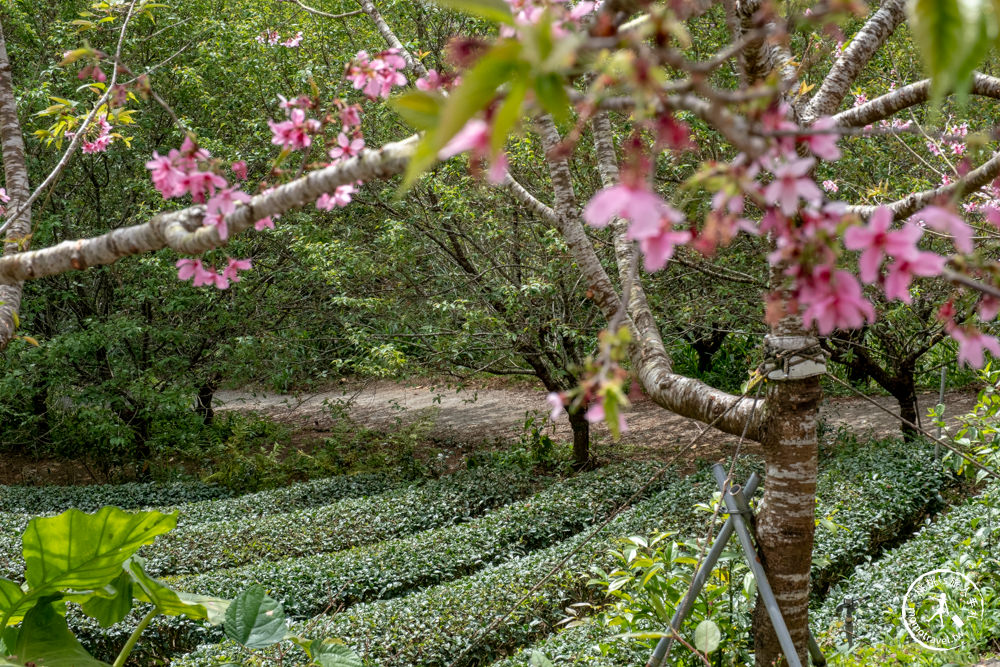 宜蘭大同景點|櫻悅景觀渡假別墅|茶園賞櫻花期花況.打卡免費入園