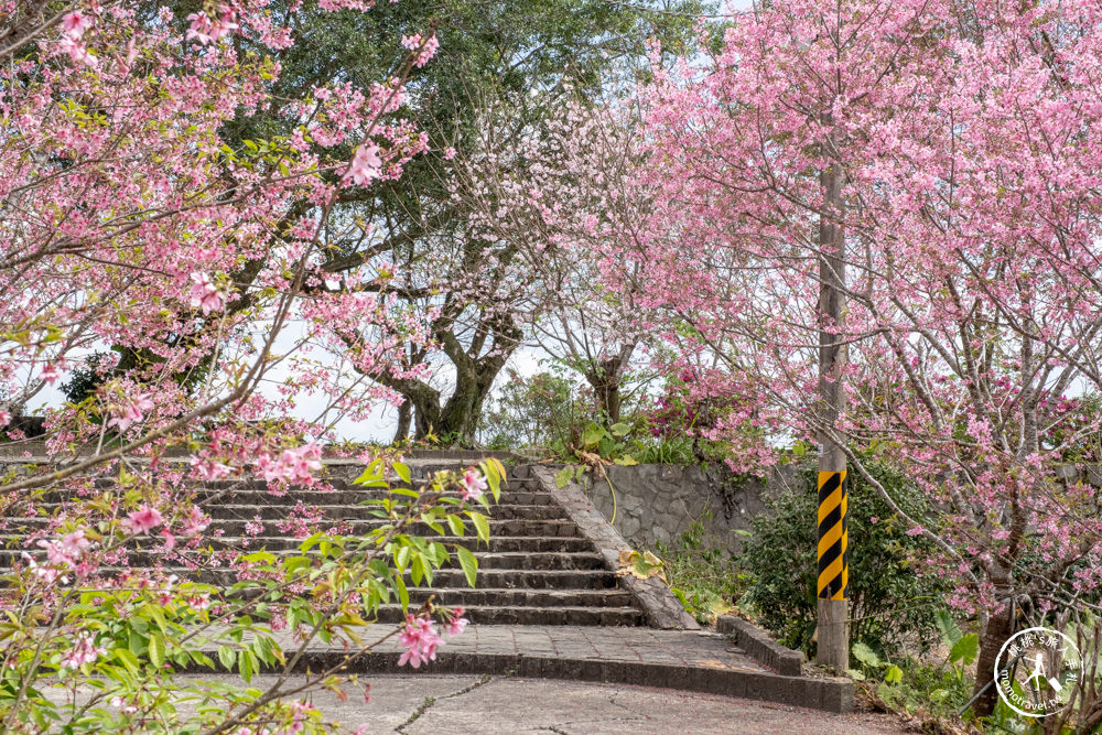 宜蘭大同景點|櫻悅景觀渡假別墅|茶園賞櫻花期花況.打卡免費入園