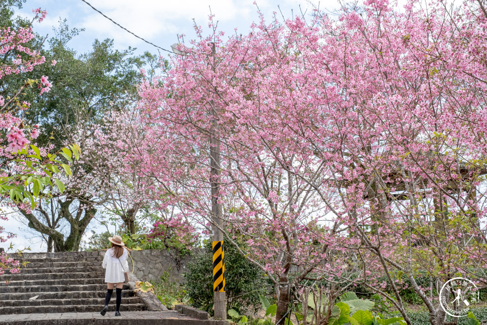 宜蘭大同景點|櫻悅景觀渡假別墅|茶園賞櫻花期花況.打卡免費入園