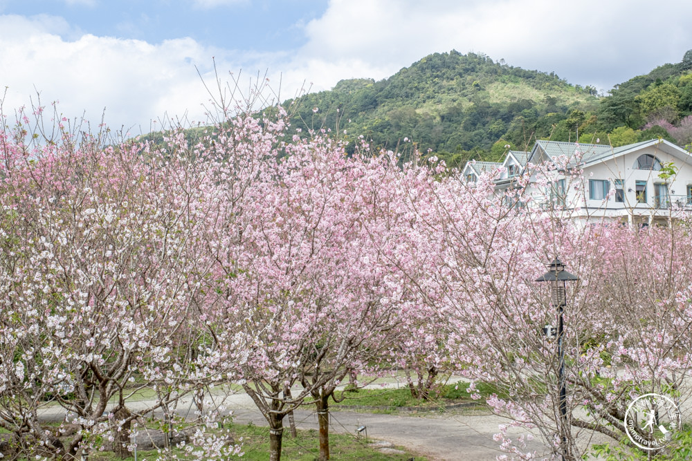 宜蘭大同景點|櫻悅景觀渡假別墅|茶園賞櫻花期花況.打卡免費入園