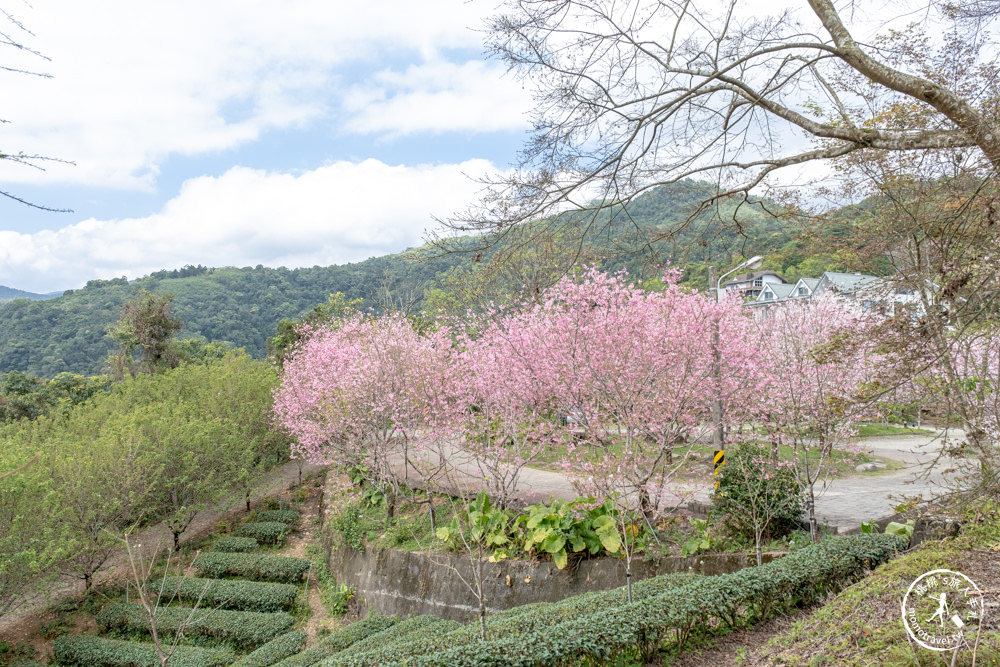 宜蘭大同景點|櫻悅景觀渡假別墅|茶園賞櫻花期花況.打卡免費入園