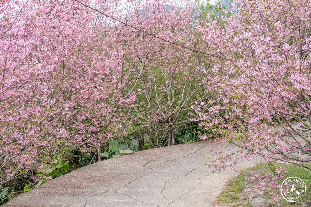 宜蘭大同景點|櫻悅景觀渡假別墅|茶園賞櫻花期花況.打卡免費入園