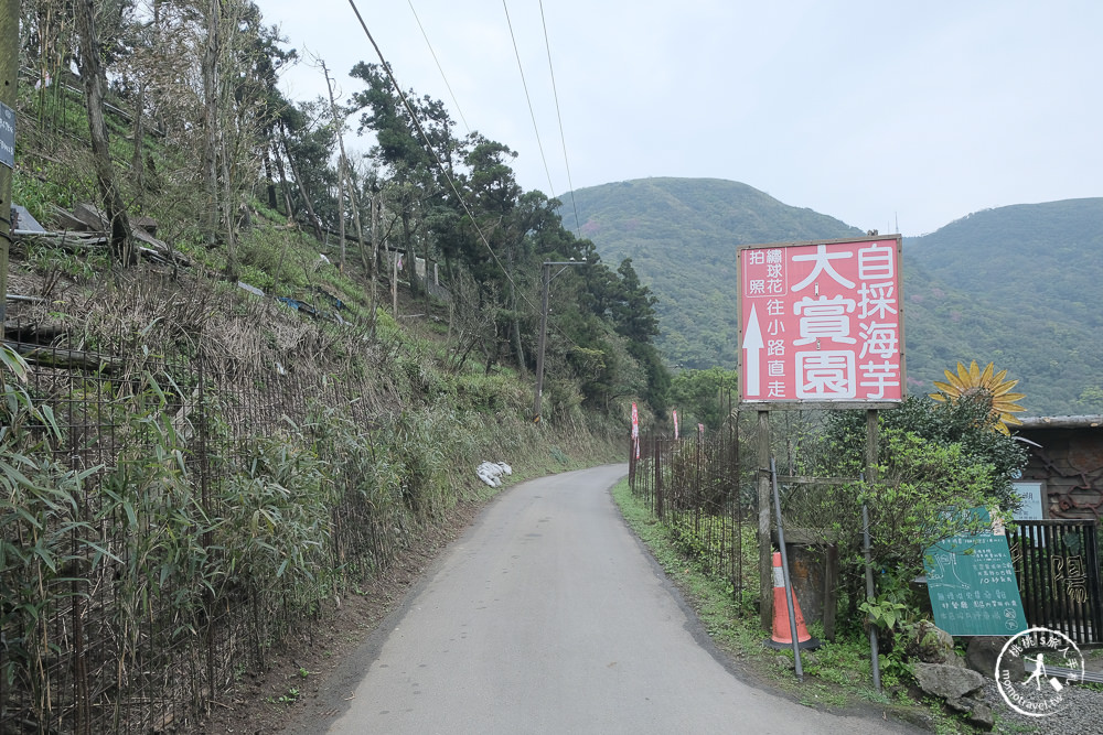 陽明山竹子湖海芋季│大賞園採海芋│最新花況.門票收費.交通停車