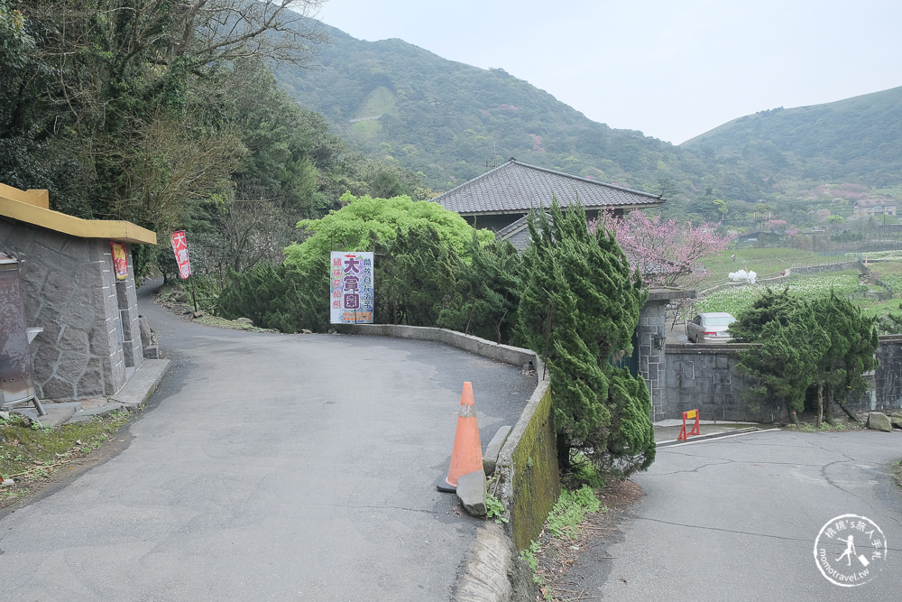 陽明山竹子湖海芋季│大賞園採海芋│最新花況.門票收費.交通停車