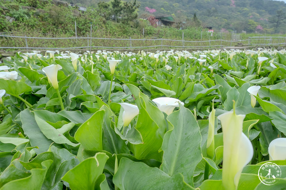 陽明山竹子湖海芋季│大賞園採海芋│最新花況.門票收費.交通停車