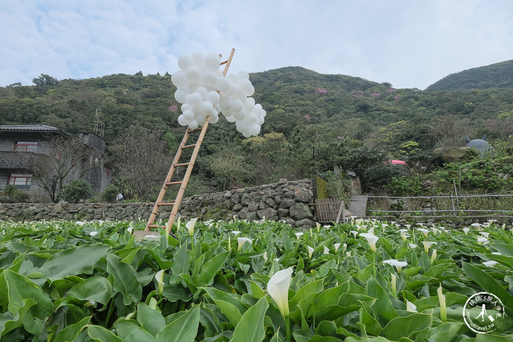 陽明山竹子湖海芋季│大賞園採海芋│最新花況.門票收費.交通停車