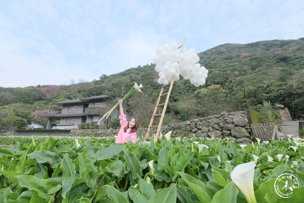 陽明山竹子湖海芋季│大賞園採海芋│最新花況.門票收費.交通停車