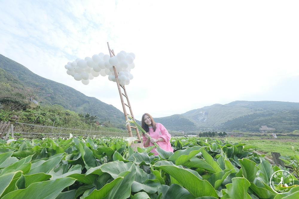 陽明山竹子湖海芋季│大賞園採海芋│最新花況.門票收費.交通停車