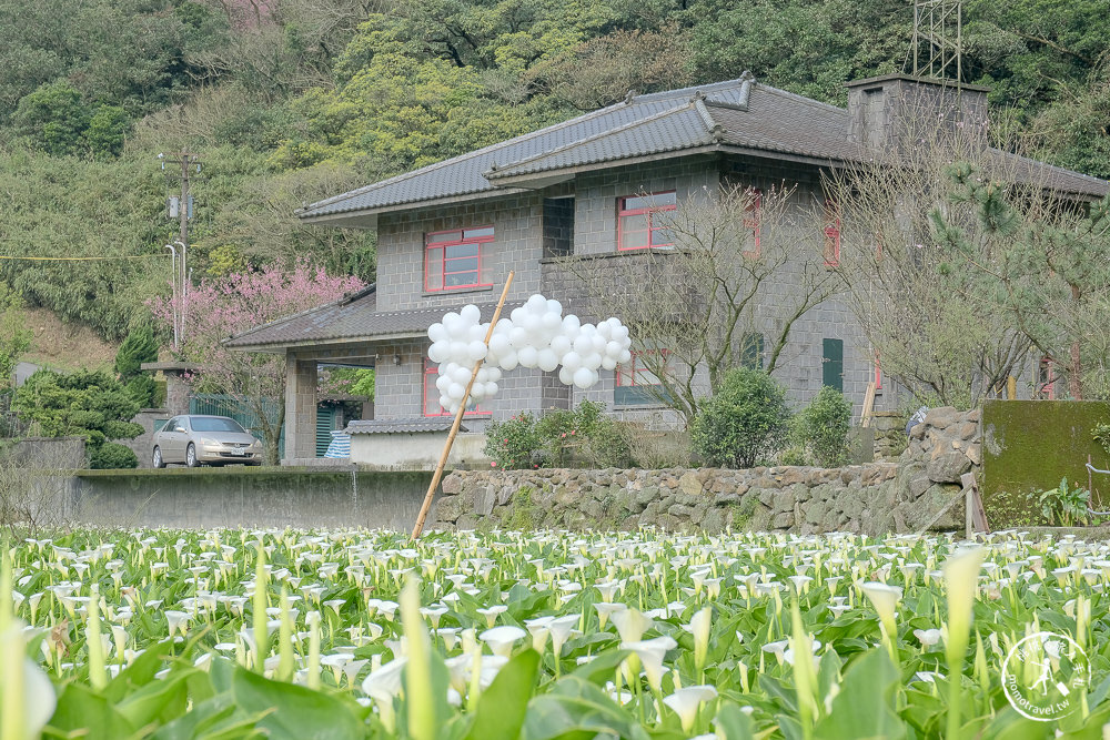 陽明山竹子湖海芋季│大賞園採海芋│最新花況.門票收費.交通停車