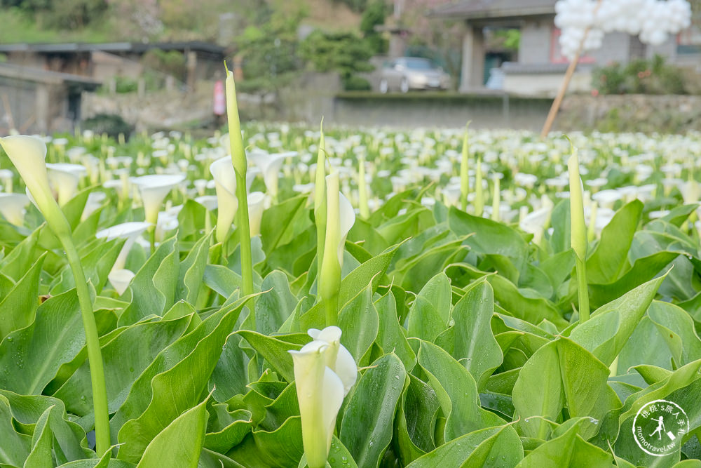 陽明山竹子湖海芋季│大賞園採海芋│最新花況.門票收費.交通停車