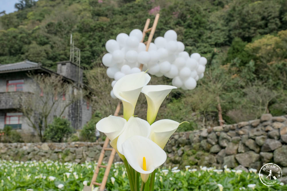 陽明山竹子湖海芋季│大賞園採海芋│最新花況.門票收費.交通停車