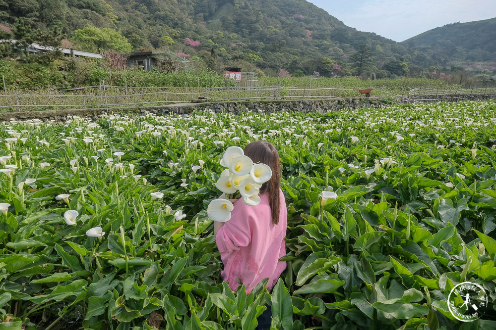 陽明山竹子湖海芋季│大賞園採海芋│最新花況.門票收費.交通停車