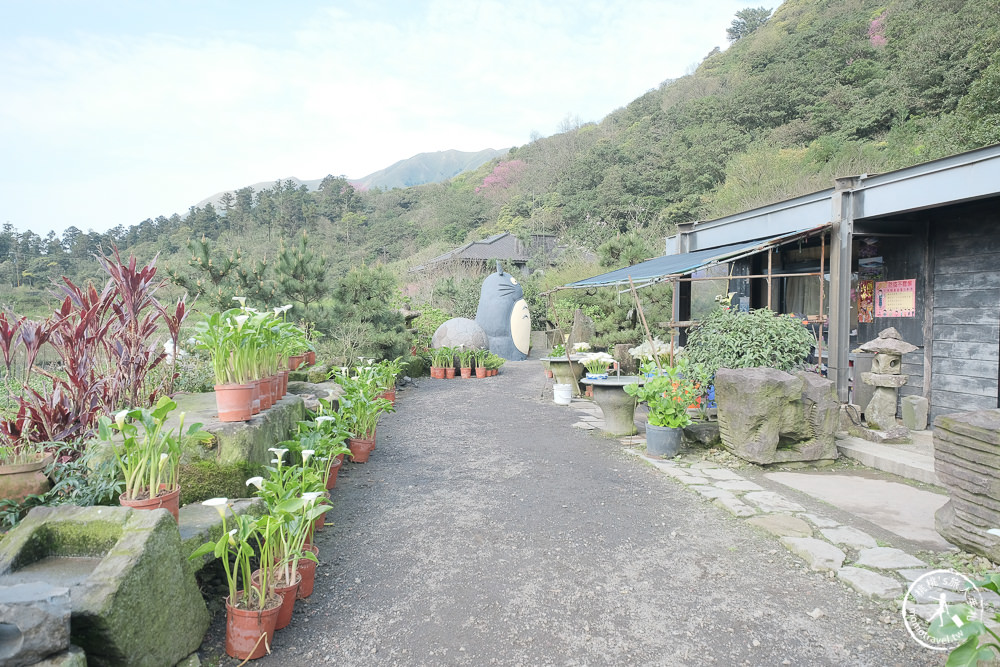 陽明山竹子湖海芋季│大賞園採海芋│最新花況.門票收費.交通停車