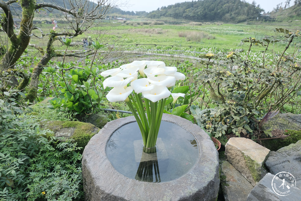 陽明山竹子湖海芋季│大賞園採海芋│最新花況.門票收費.交通停車