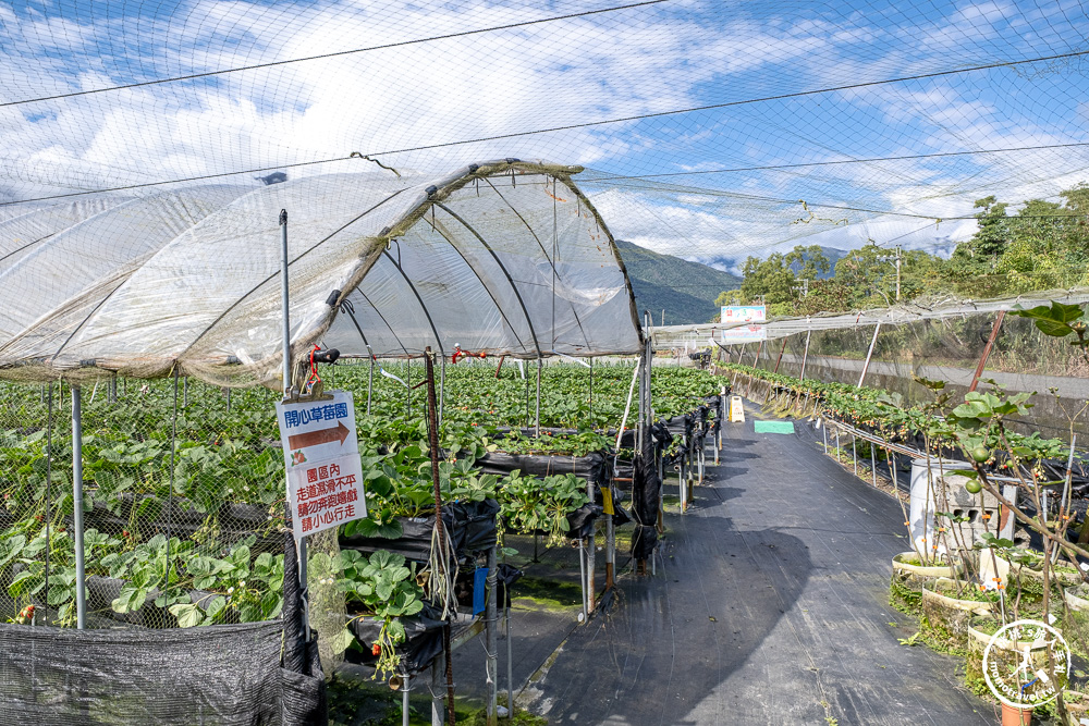 花蓮鳳林採草莓推薦|花蓮開心草莓園-兆豐農場旁 超棒的高架式採草莓體驗(2026年最新 1斤450元) 花蓮鳳林採草莓推薦|花蓮開心草莓園-兆豐農場旁 超棒的高架式採草莓體驗(2026年最新 1斤450元)
