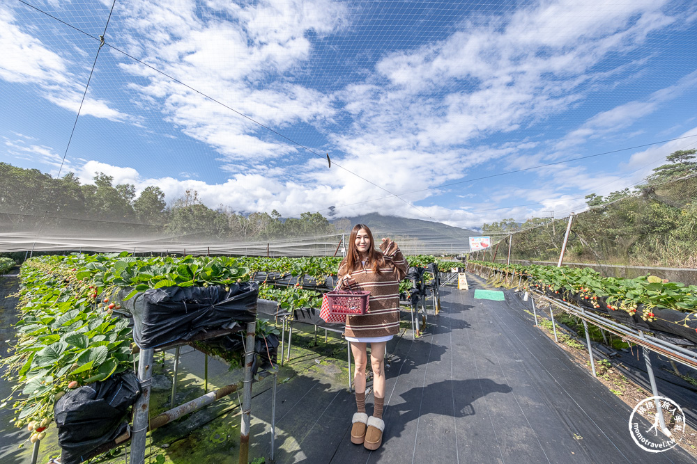 花蓮鳳林採草莓推薦|花蓮開心草莓園-兆豐農場旁 超棒的高架式採草莓體驗(2026年最新 1斤450元) 花蓮鳳林採草莓推薦|花蓮開心草莓園-兆豐農場旁 超棒的高架式採草莓體驗(2026年最新 1斤450元)