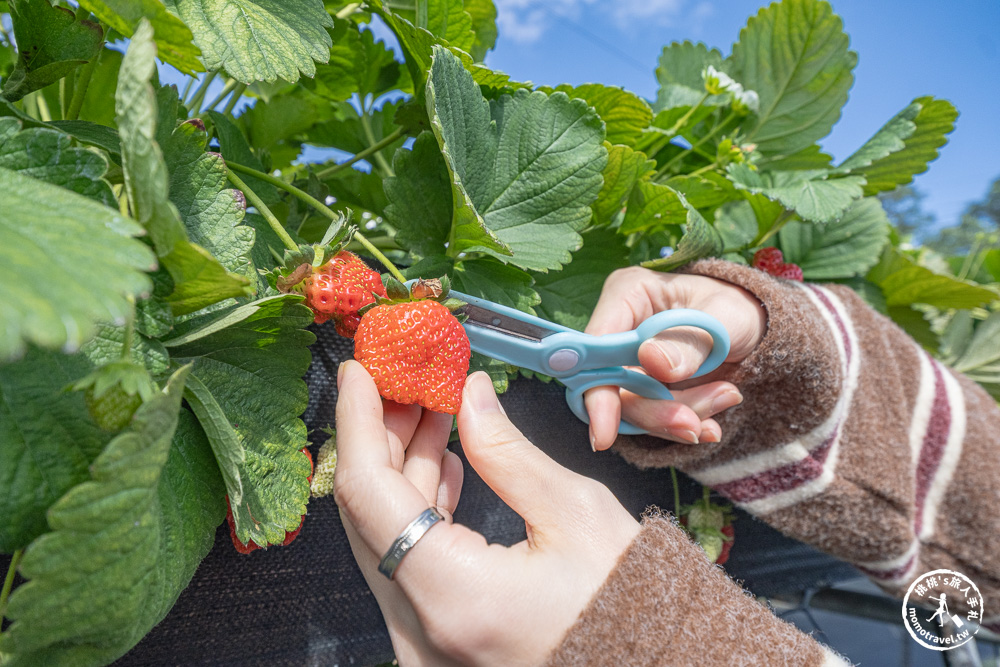 花蓮鳳林採草莓推薦|花蓮開心草莓園-兆豐農場旁 超棒的高架式採草莓體驗(2026年最新 1斤450元) 花蓮鳳林採草莓推薦|花蓮開心草莓園-兆豐農場旁 超棒的高架式採草莓體驗(2026年最新 1斤450元)